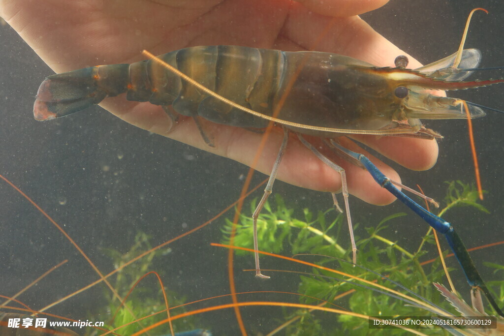 游水罗氏虾 鲜活罗氏虾