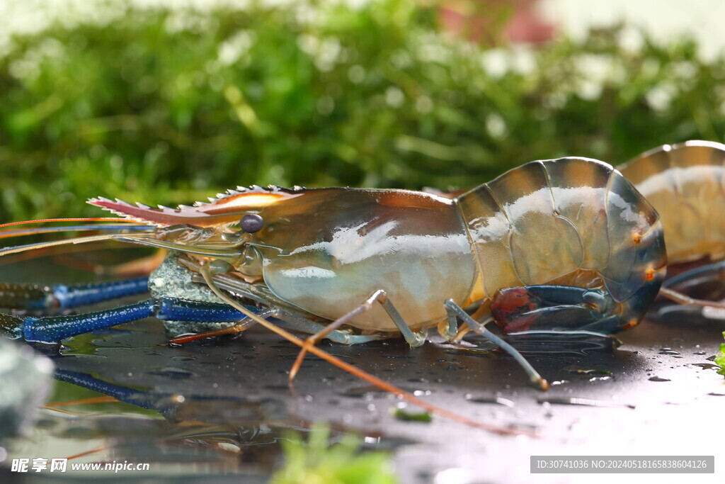 鲜活罗氏虾  河鲜