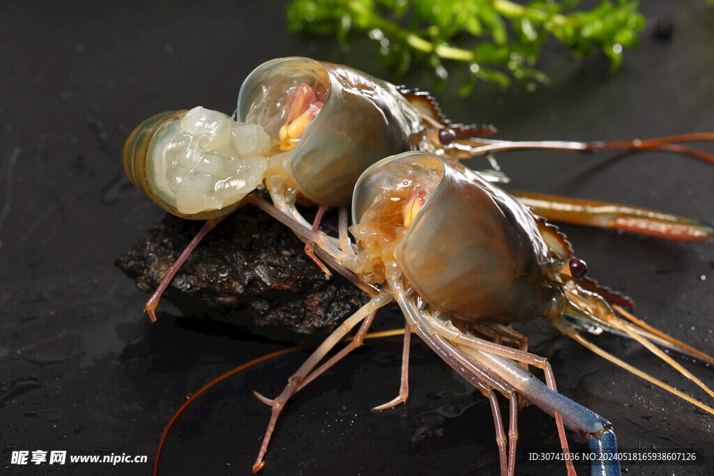 鲜活罗氏虾  河鲜