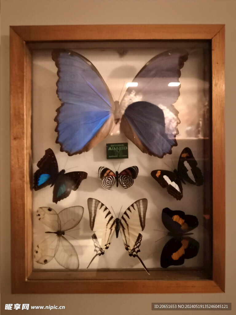 蝴蝶标本
