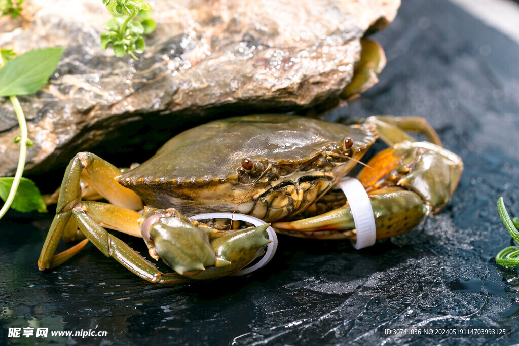   膏蟹 青蟹 肉蟹 鲜美