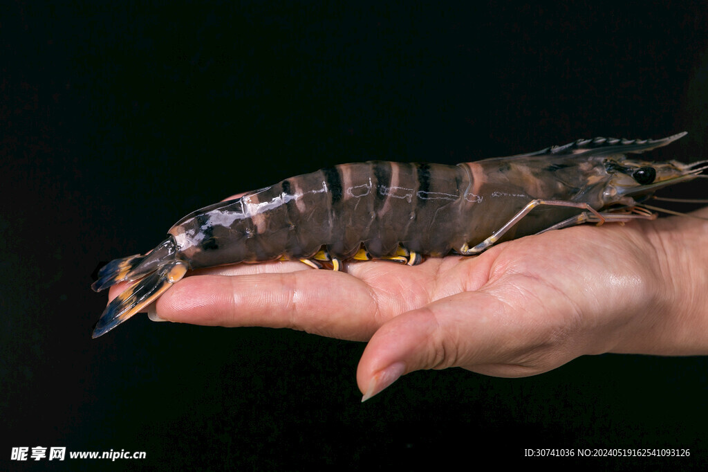 鲜活黑虎虾手掌对比图