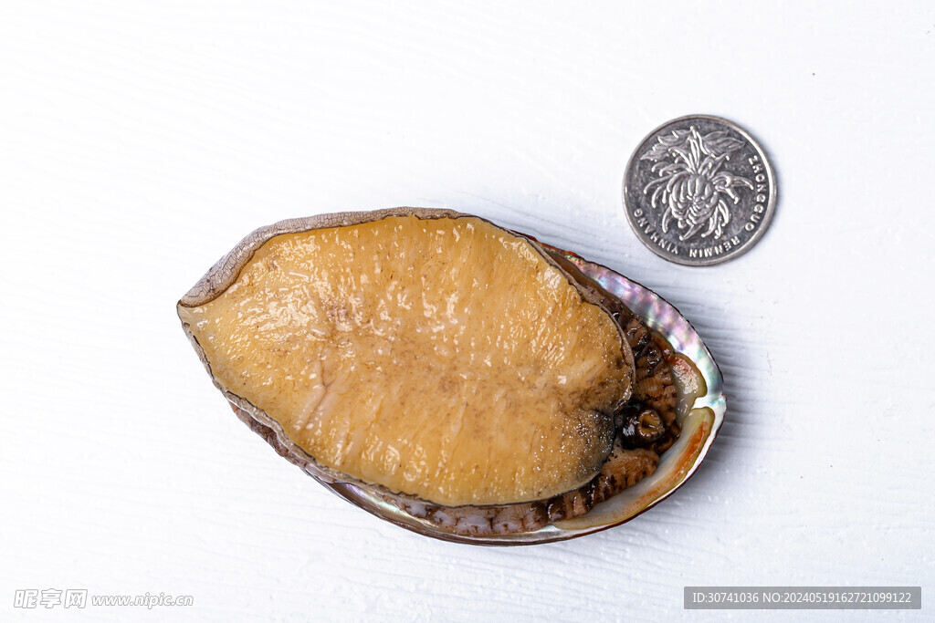 鲍鱼硬币对比图