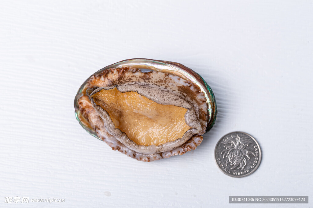 鲜活鲍鱼硬币对比图