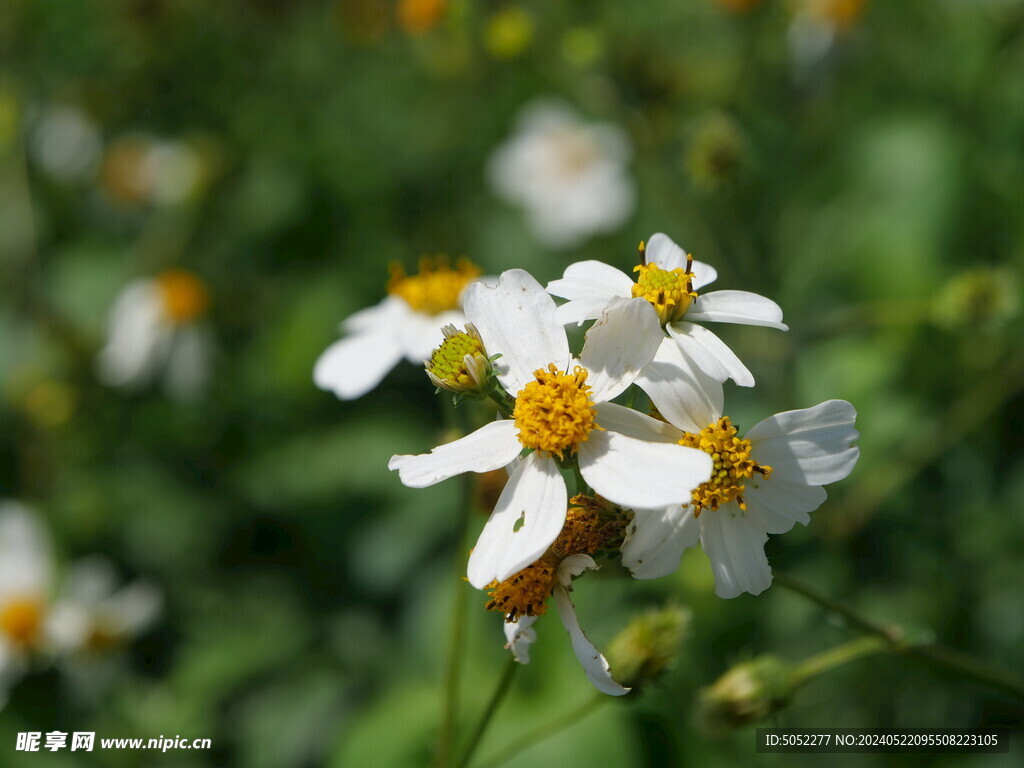 野花小白菊