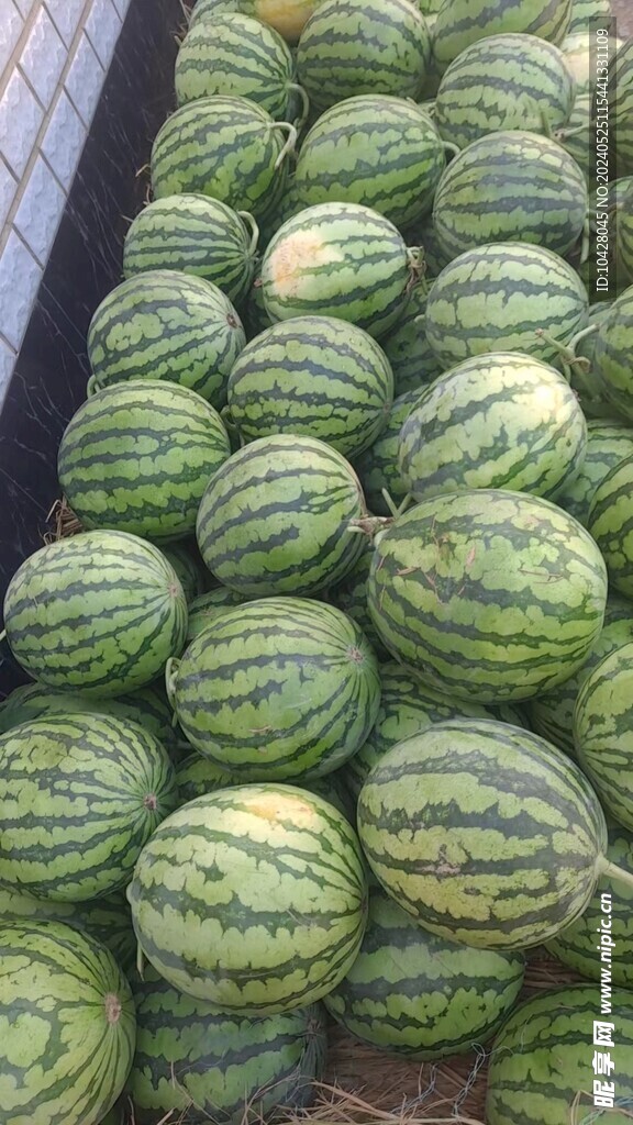 西瓜  麒麟  美都