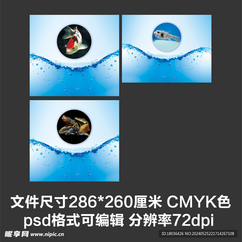 蓝色水族观赏鱼龙鱼海报展板