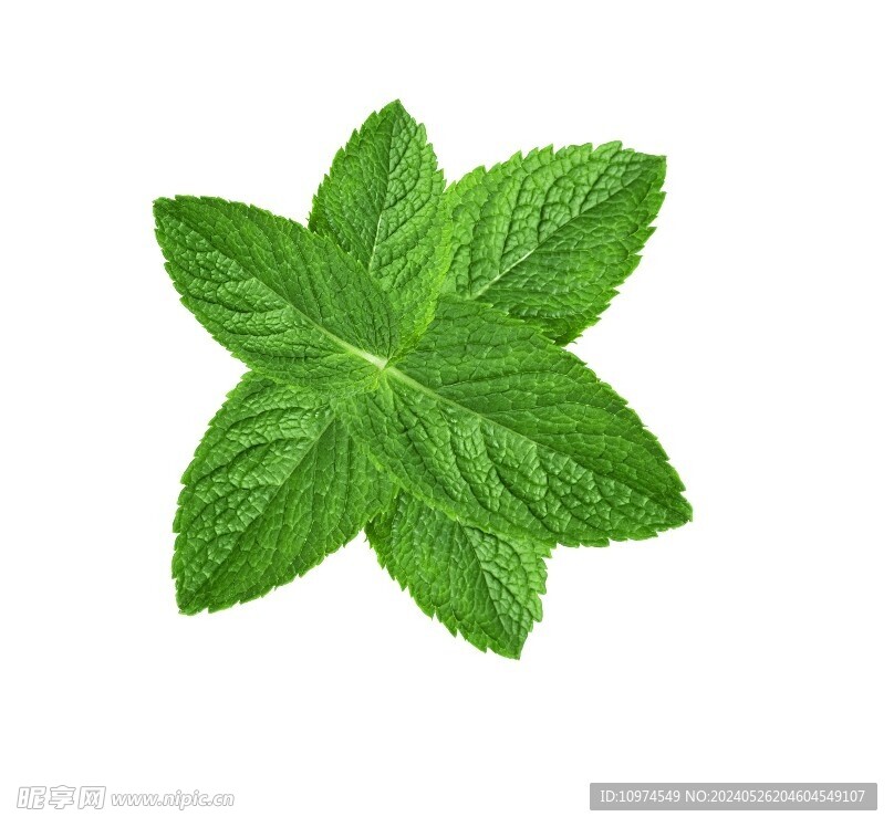 薄荷叶