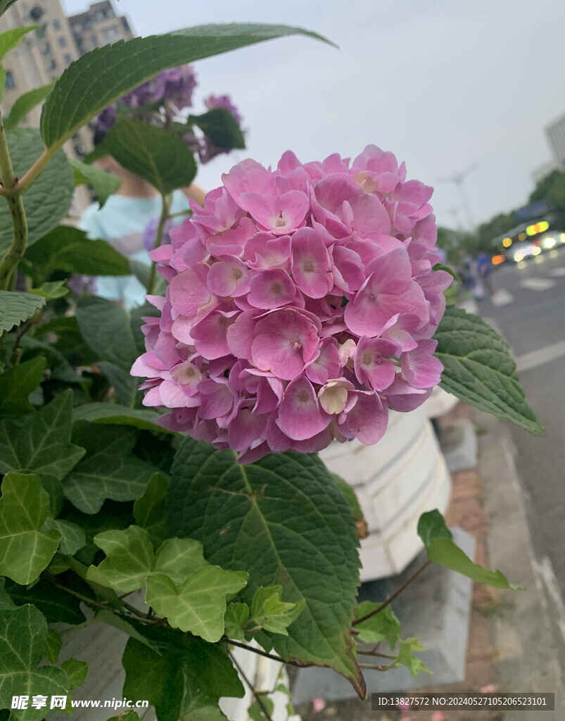 绣球花