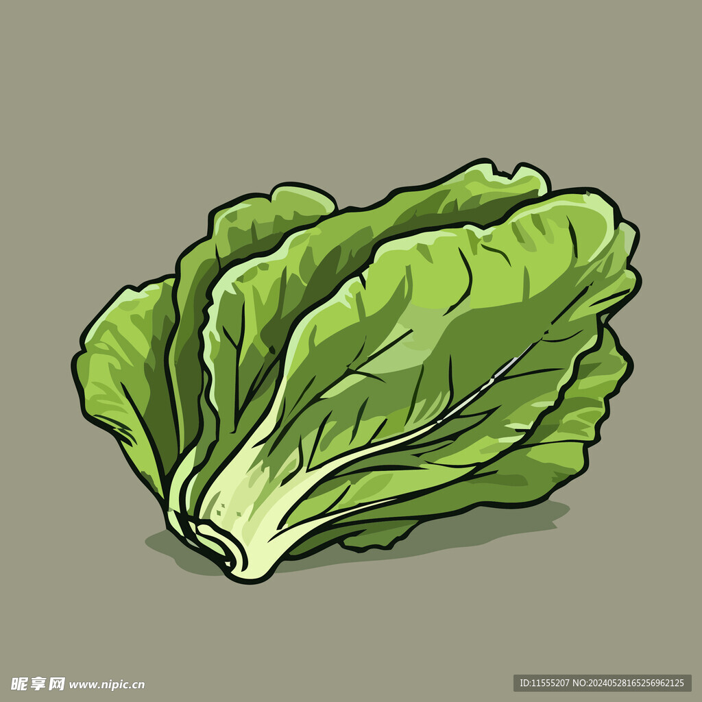 生菜蔬菜手绘矢量插画