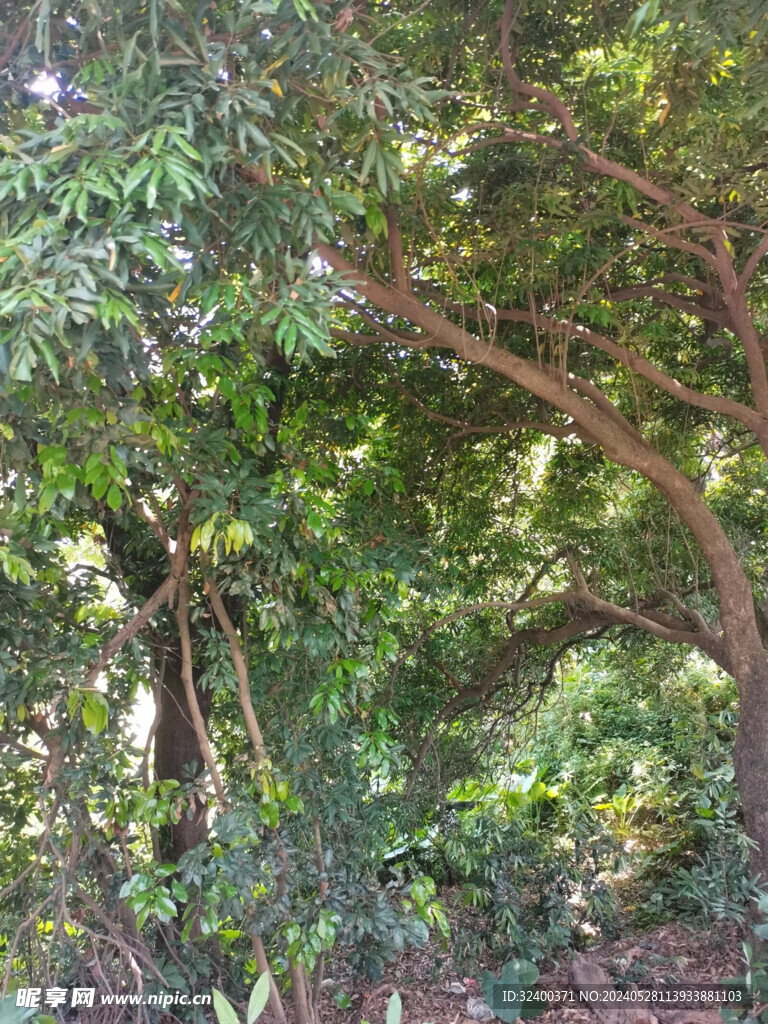 树木 树叶 山林 山里