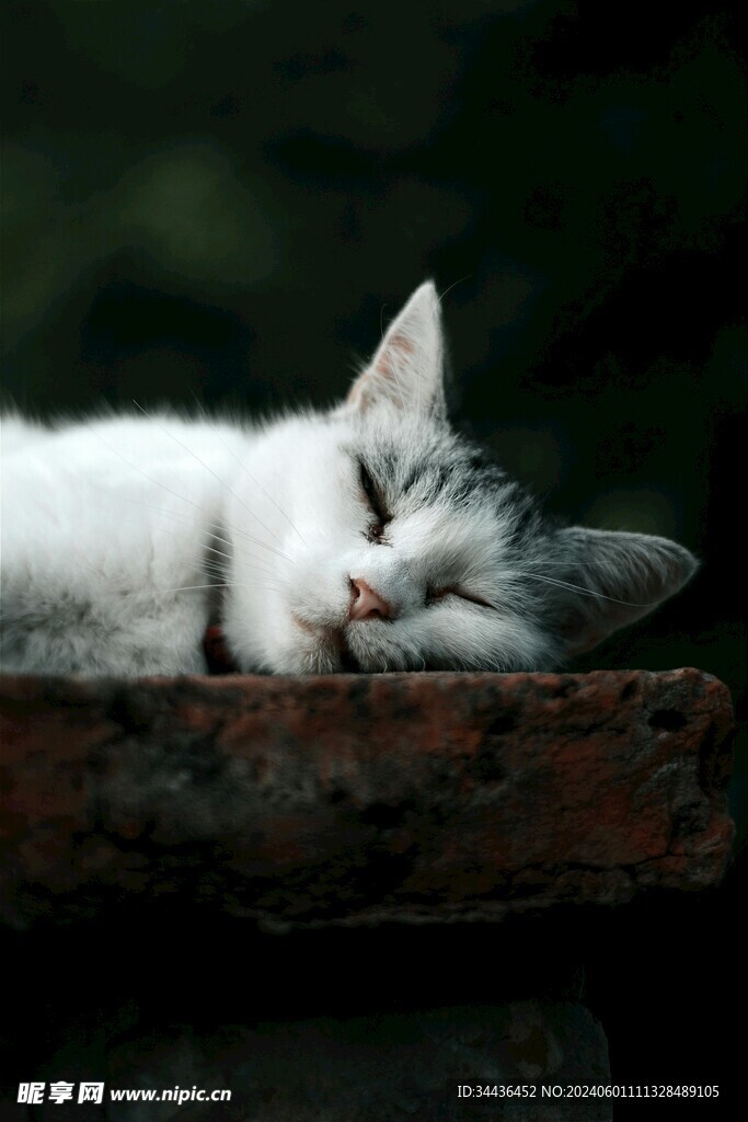 猫咪睡觉图片