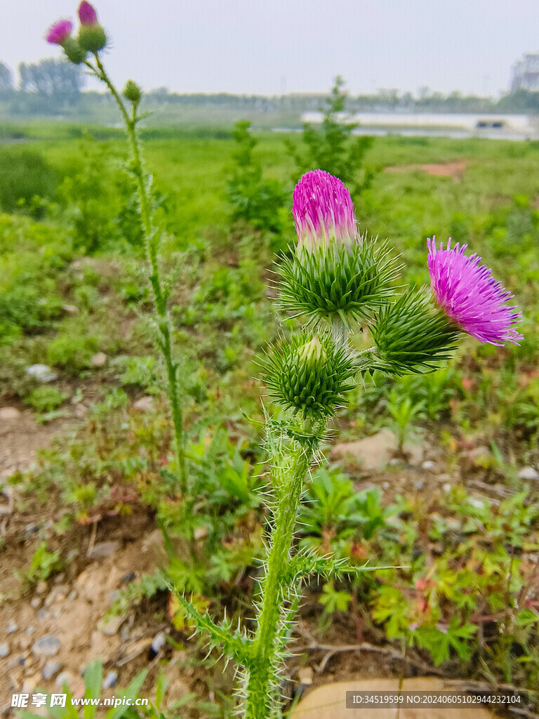 飞廉花特写