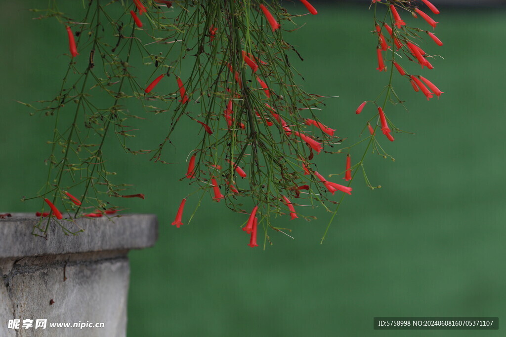 红花绿叶爆仗竹