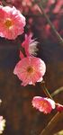 红梅