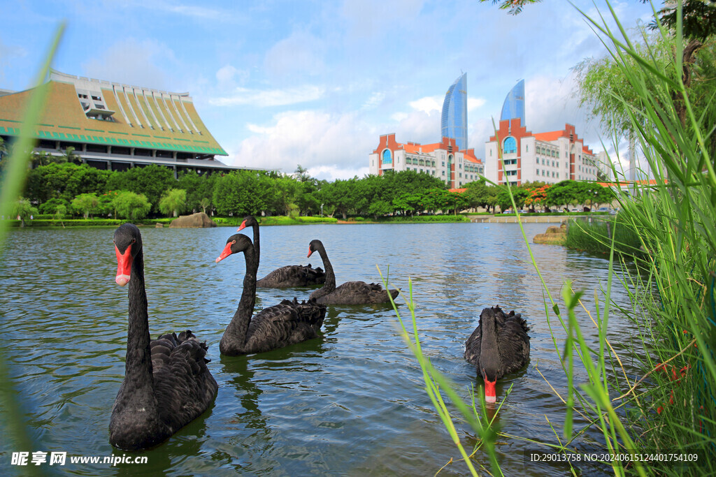 厦门大学黑天鹅