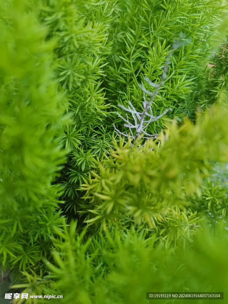 绿色植物绿草绿色背景