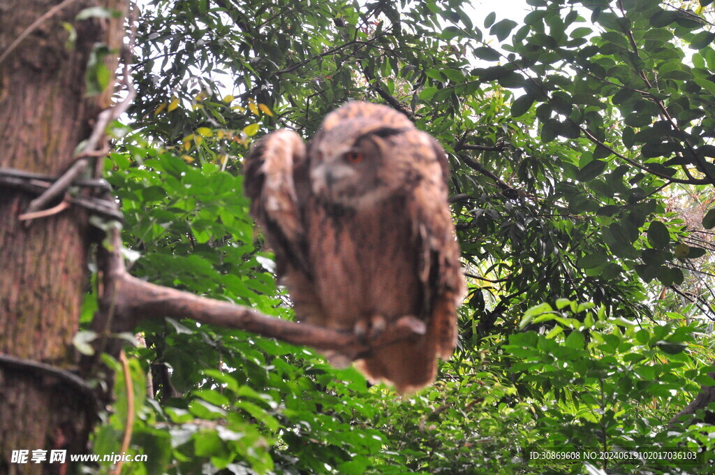 森林猫头鹰