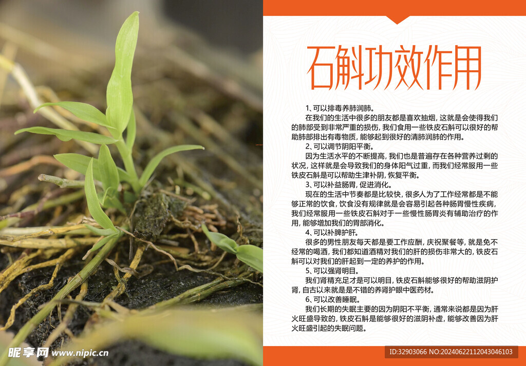 石斛的功效和作用