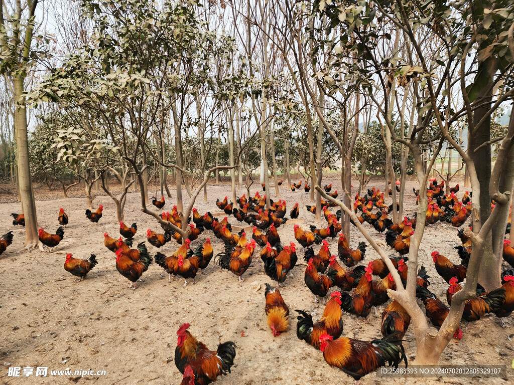 散养鸡