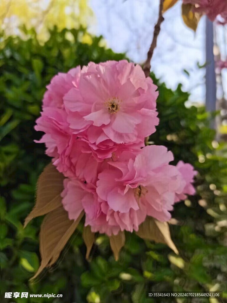 樱花