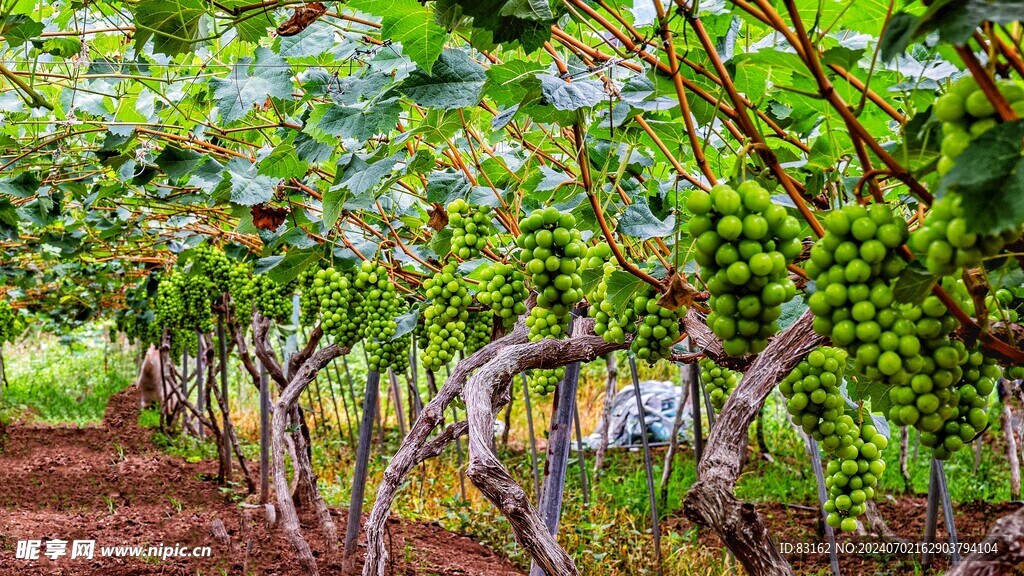 葡萄树