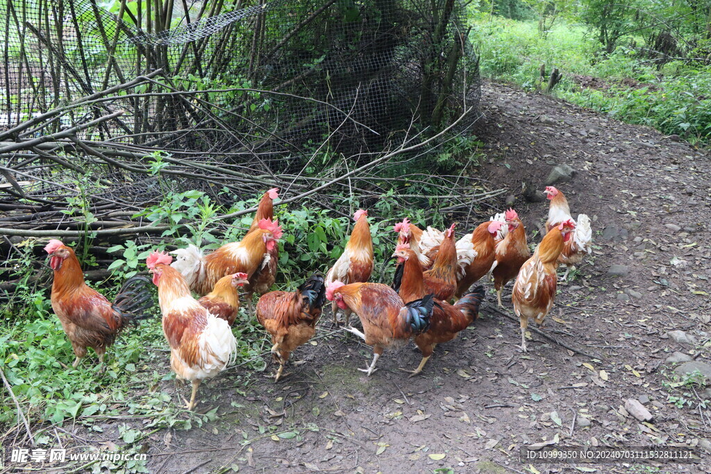 散养土鸡