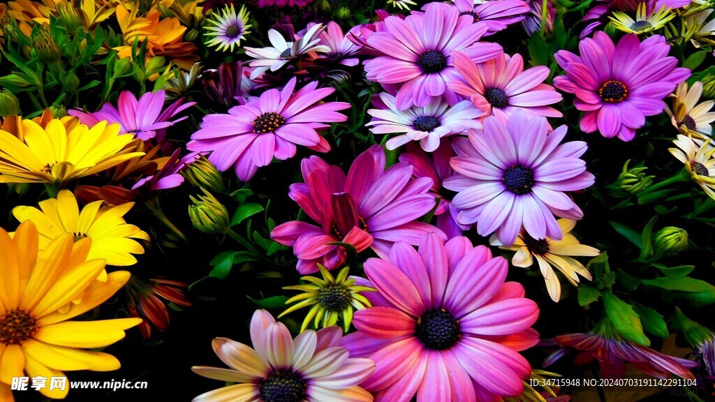 五颜六色的小花