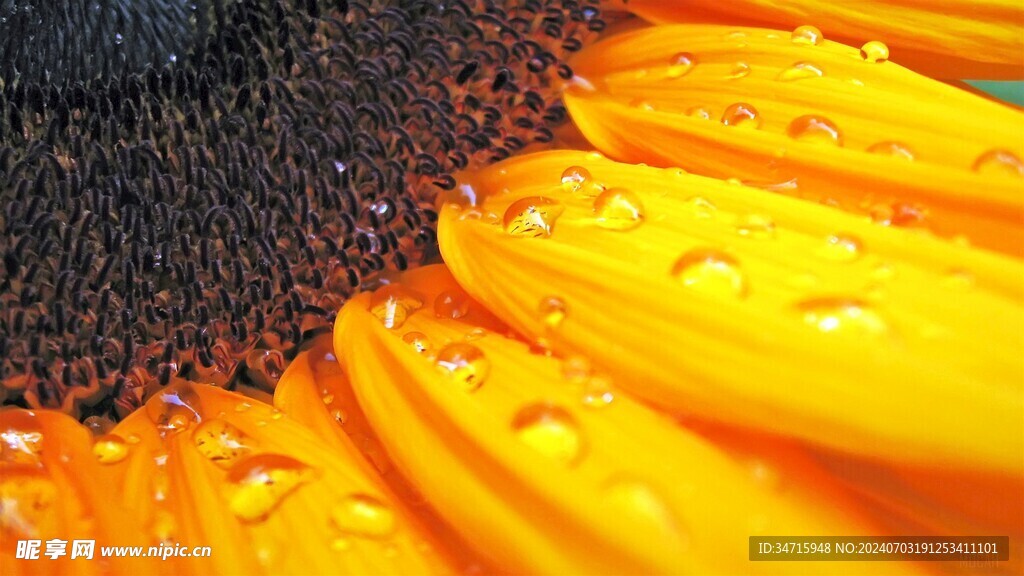 有露珠的黄色花瓣