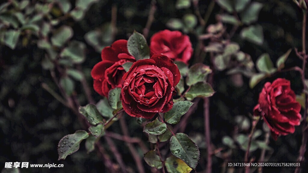 盛开的红色玫瑰