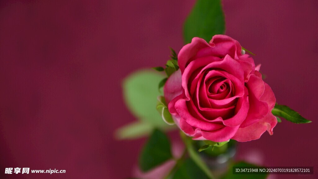 盛开的粉丝花朵