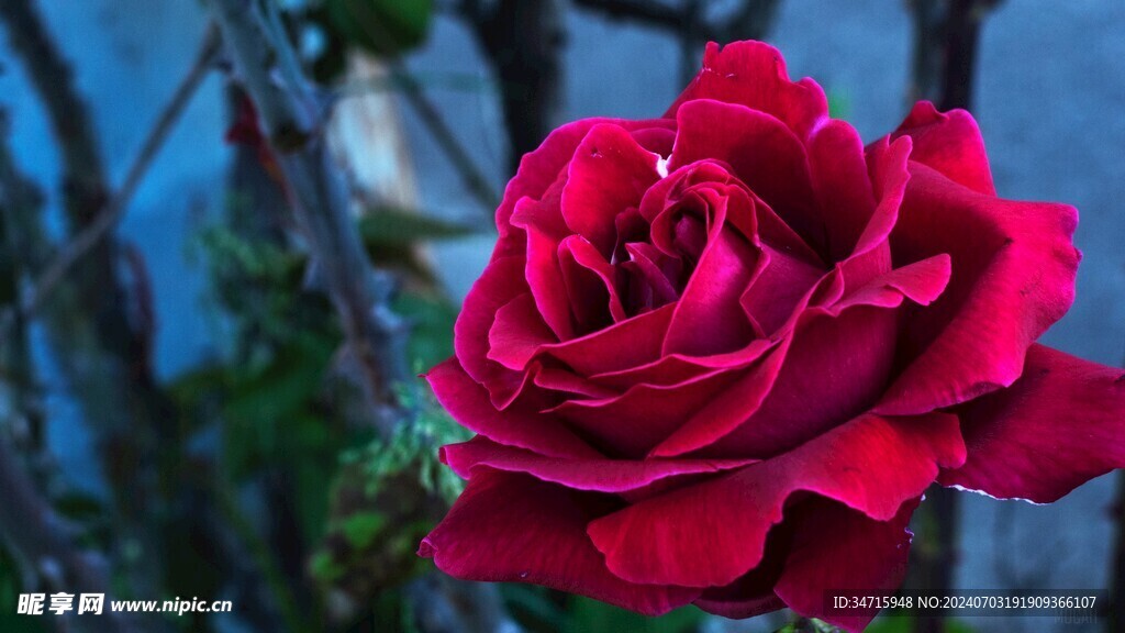 盛开的粉色玫瑰