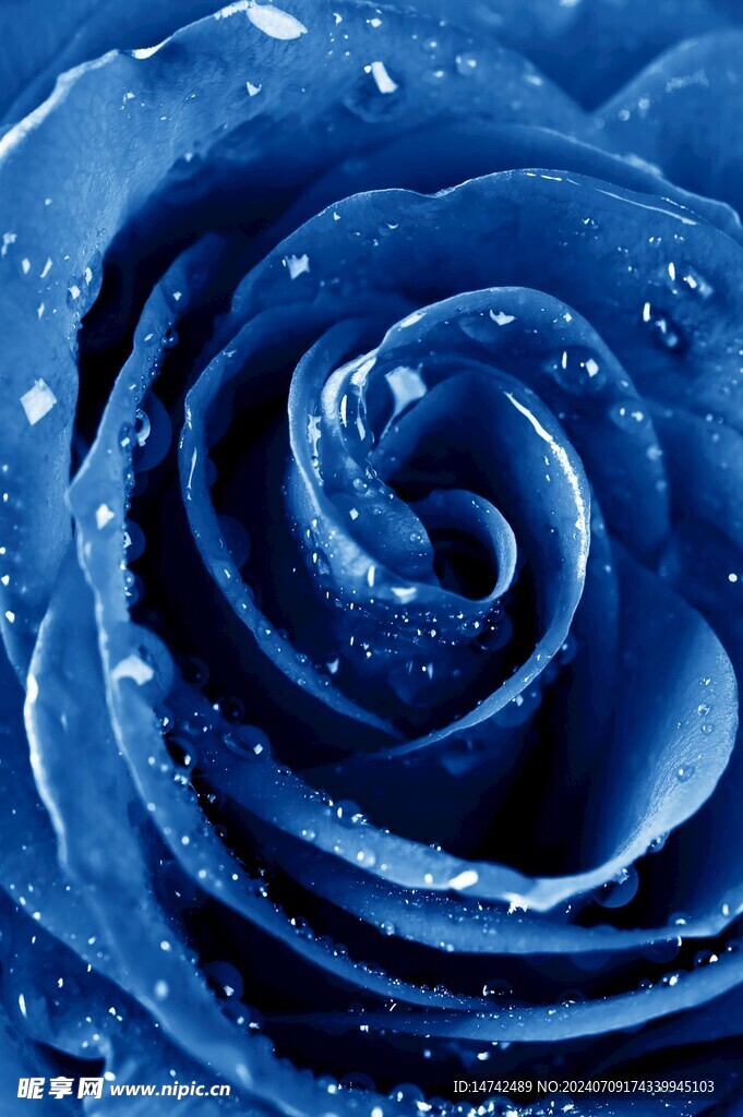 蓝色玫瑰
