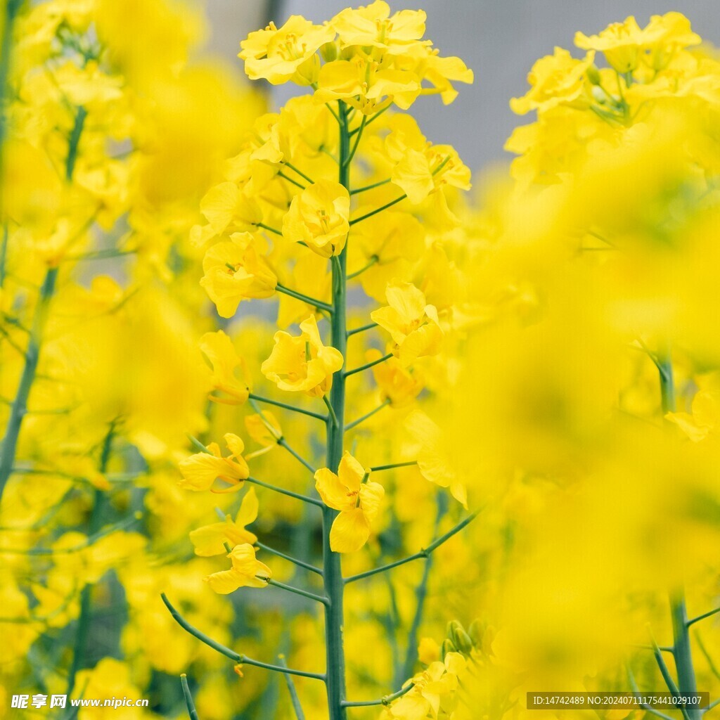 油菜花特写