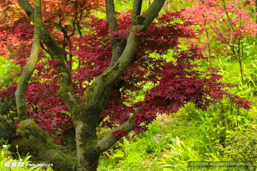 红枫林