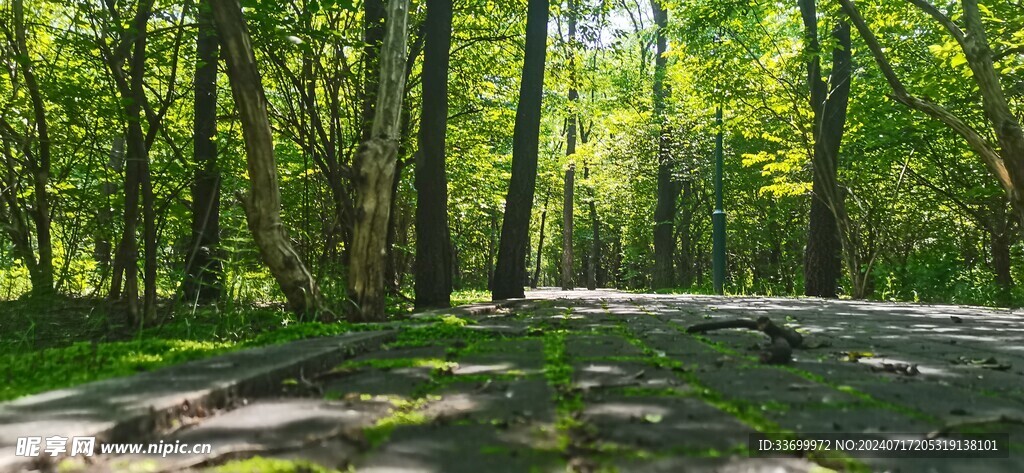 林荫青苔小路