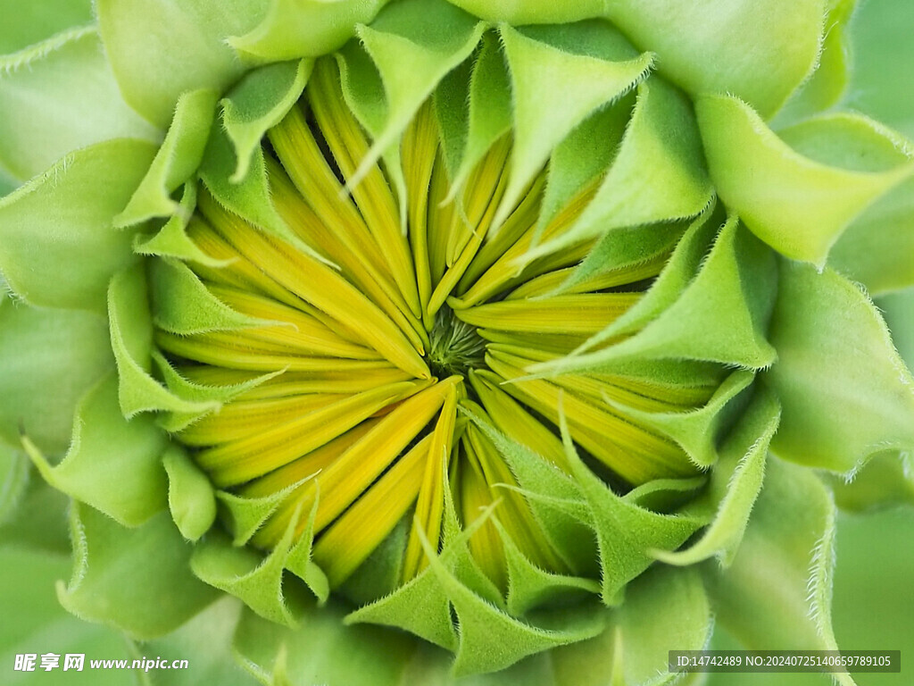 向日葵花苞