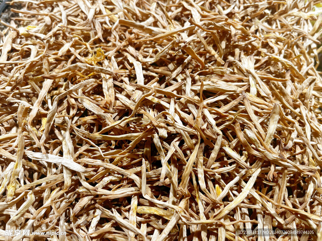 陕西大荔黄花菜