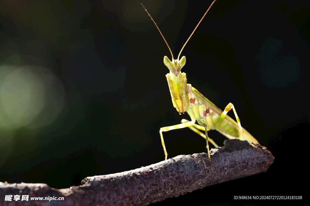 螳螂特写