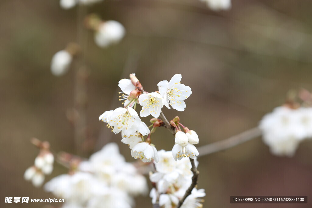 白色樱花