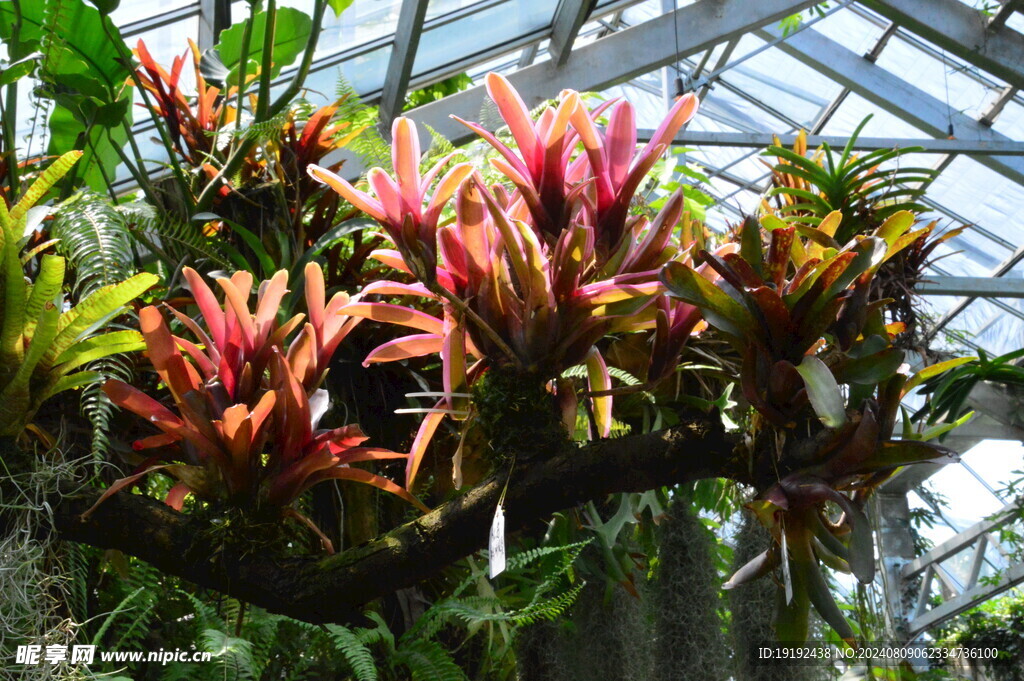温室花草风景 