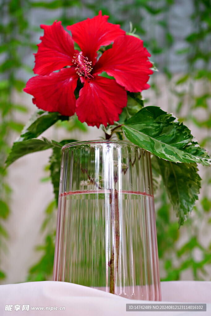 红色芙蓉花插花
