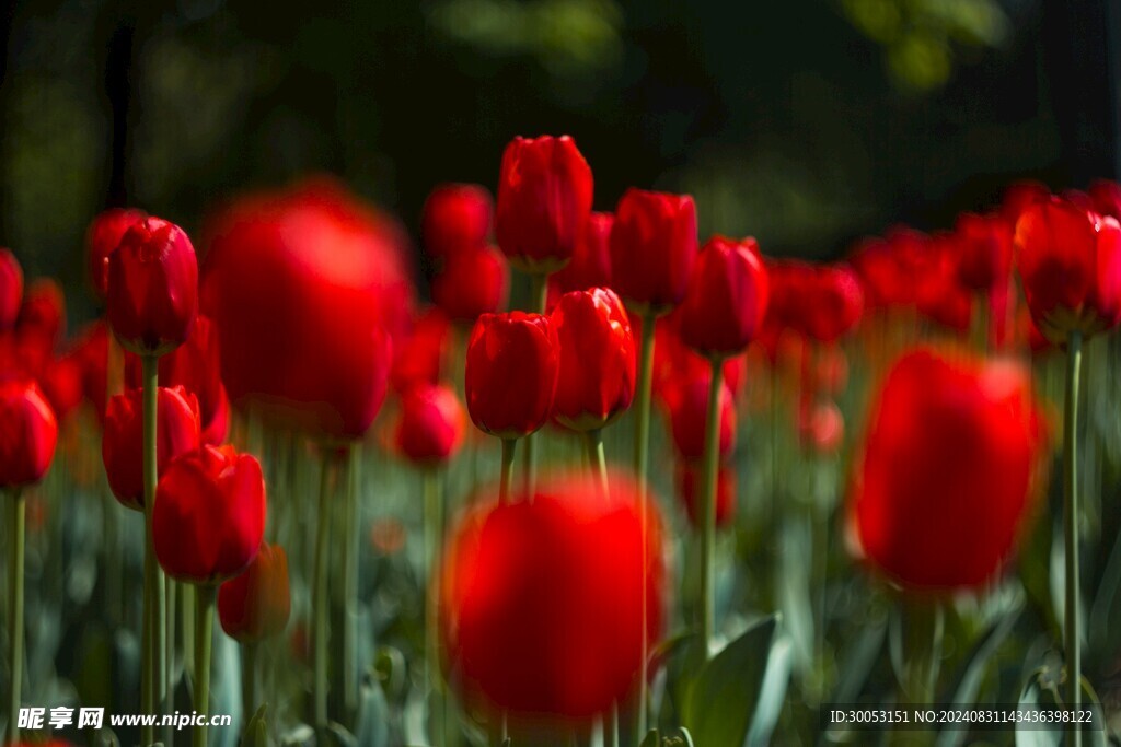红色郁金香