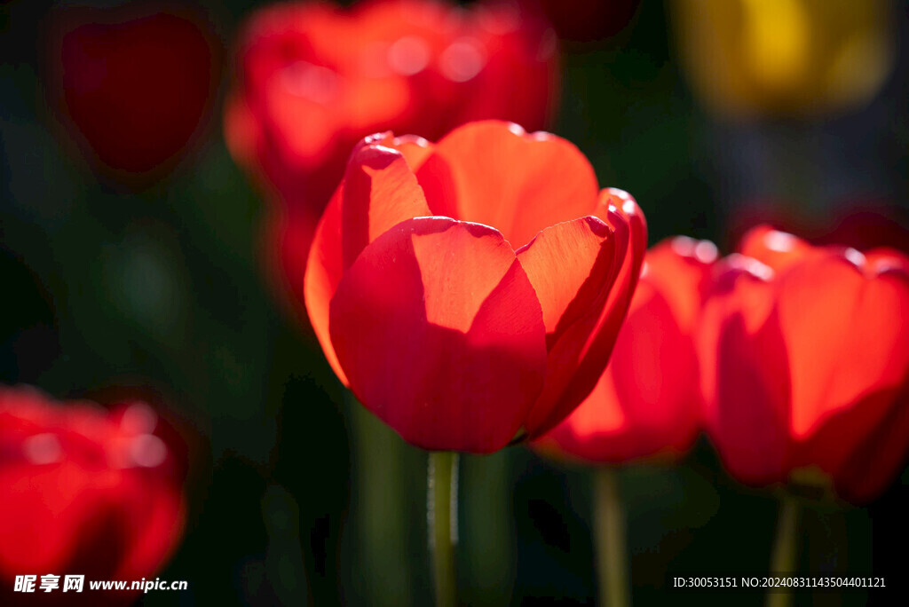 红色郁金香