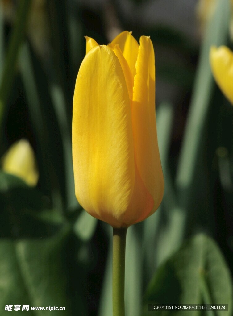 黄色郁金香