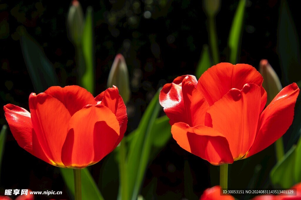 红色郁金香