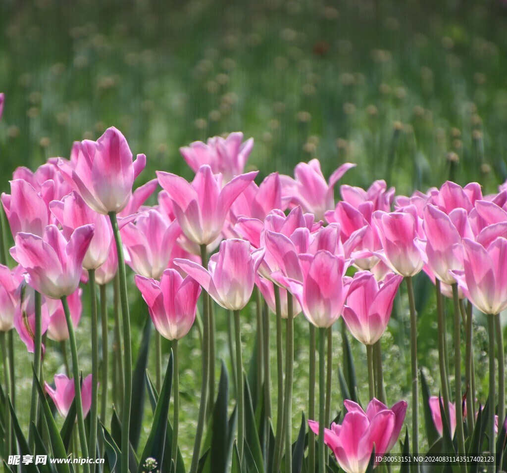 粉色郁金香 