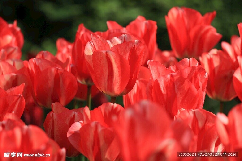 红色郁金香