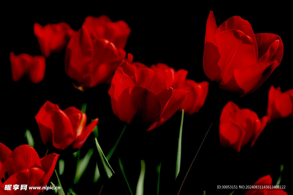 红色郁金香