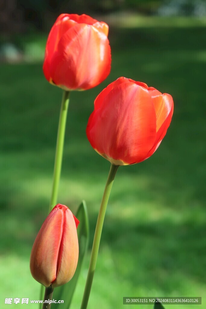 红色郁金香